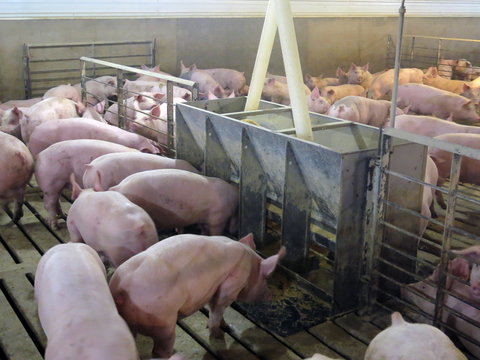many pigs eating in confinement barn