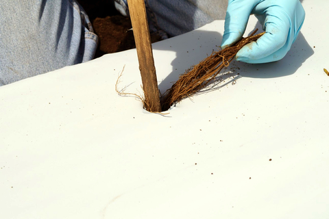 A farmer using a wooden stake or paint mixing stick to aid in planting a bare root strawberry plant into plastic mulch.