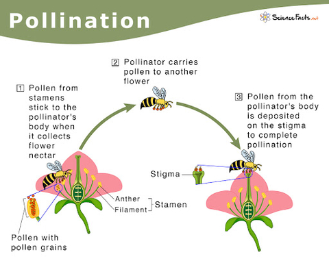 Pollination chart, 1) pollen sticks to body and collect nectar, 2)pollinator carries pollen to another flower, 3)pollen deposited on stigma