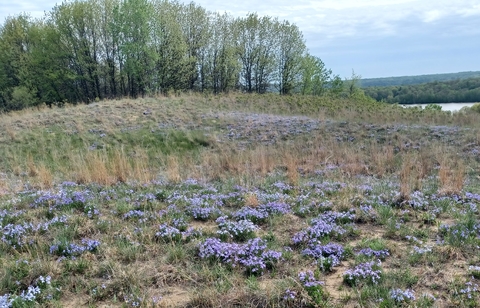 A field of prairie violets with trees and a sliver of water in the background