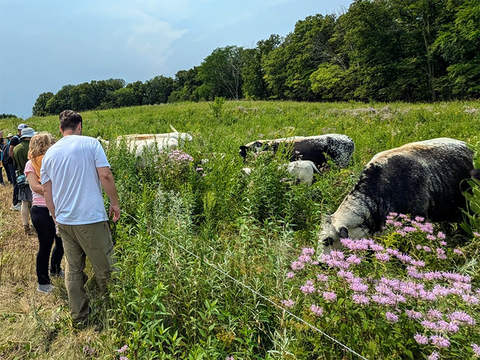 Cows grazing in a pasture with wildflowers and a treeline in the background with people on a trail outside a wire fence looking on.