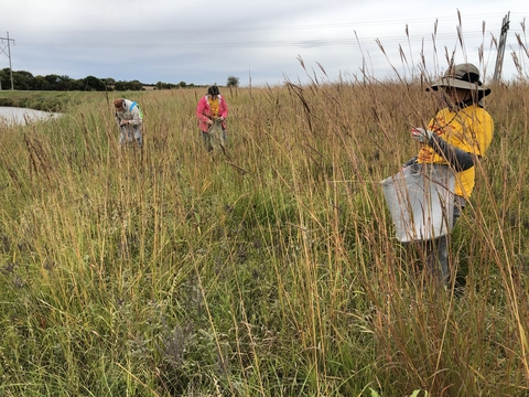 Three people gather seeds in a prairie