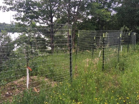 Young apple trees growing in fencing to keep deer out.