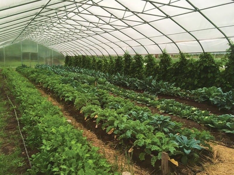 Rows of crops growing in a greenhouse.