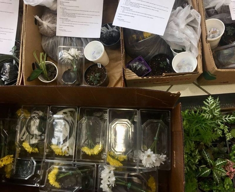 Boxes packed with a variety of things to grow.