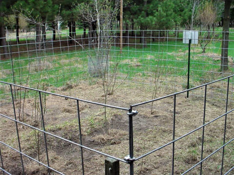 A fence surrounding an area in a yard planted with young trees.