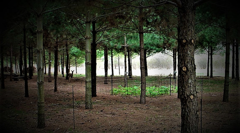 Forest area with several deer exclosures and a deer in the background.