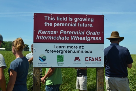 Large sign on edge of field - This field is growing the perennial future. Kernza® Perennial Grain Intermediate Wheatgrass. Learn more at: forevergreen.umn.edu