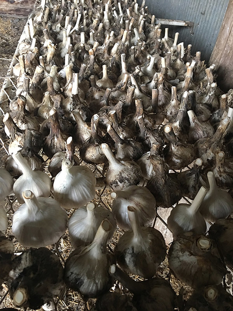 Long rack of garlic heads drying after harvest in a shed.