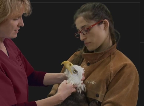 Dr. Ponder examines a bald eagle held by another person