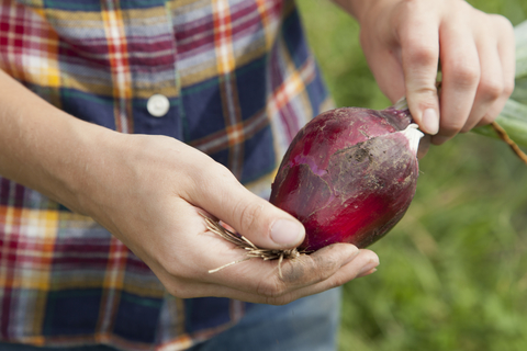 Person holding freshly harvested onion.