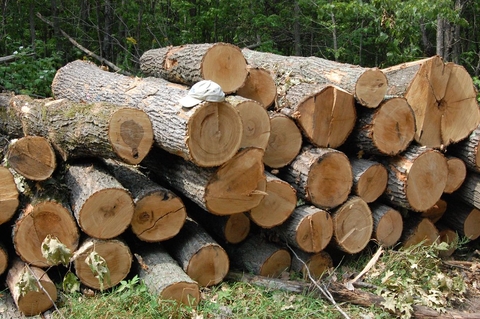 A couple dozen harvested red oak sawlogs stacked on top of each other