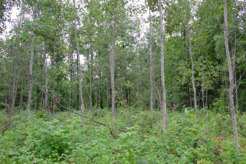 Stand of aspen trees growing in woods