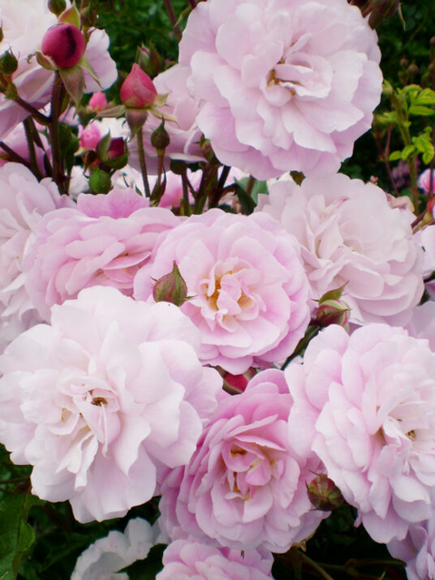 close up of very full and ruffled pale pink roses in bloom with a few still just buds.