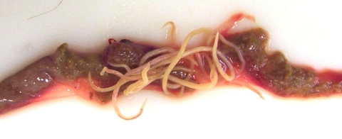 Poultry roundworms and intestinal content