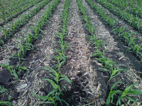 rows of young corn plants in a strip-tilled continuous corn field