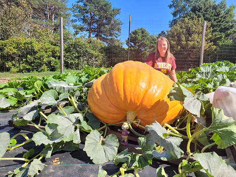 Woman in a maroon University of Minnesota shirt sitting behind a giant orange pumpkin on a wood pallet and surrounded by dark green leafy vines with a fence and shrubs in the background.