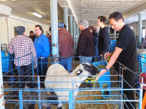 A man feeding a sheep in a pen while other men are standing around.