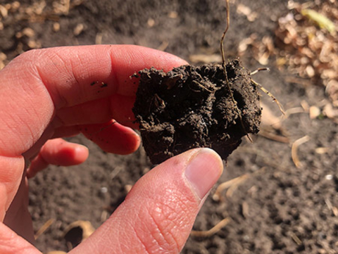 Hand holding up a clump of soil with small roots protruding from it. In the background is bare soil.