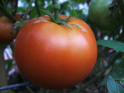Big Beef tomato on plant.