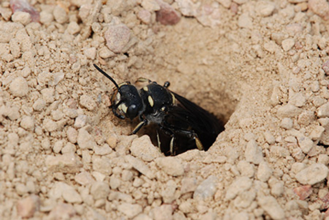 solitary wasp coming out of ground nest