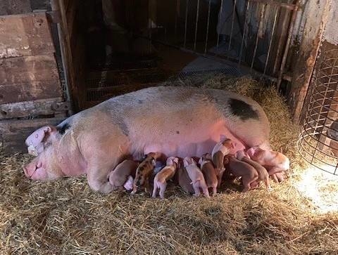Sow with feeding piglets.