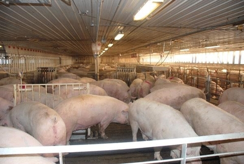 Sows in a group housing system.