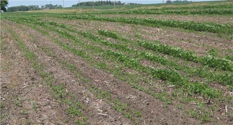Soybean field affected by picloram