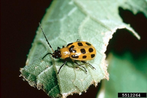 Spotted cucumber beetle. Image courtesy Kansas Department of Agriculture, Bugwood.org.