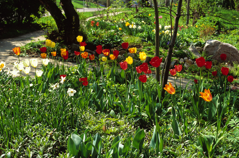Red and yellow tulips, daffodils and other green plants under trees