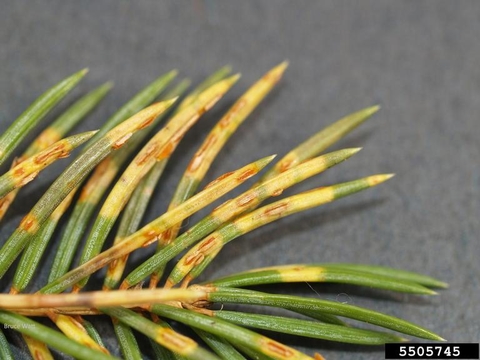 Close up of needles with spruce needle blight