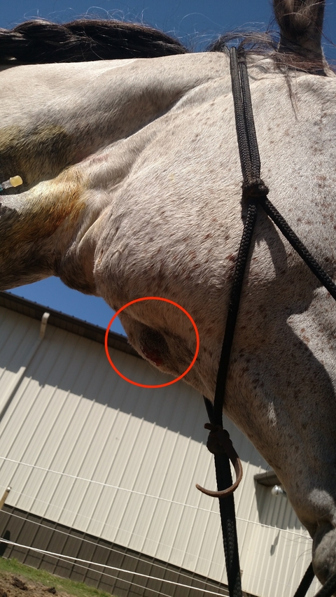 Strangles abscess under horse's jaw.