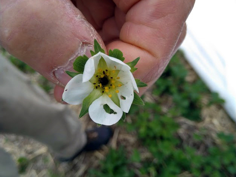 Strawberry blossom with a dark center that indicates freeze or frost damage.