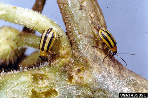 Two yellow and black striped cucumber beetles feeding on a plant.