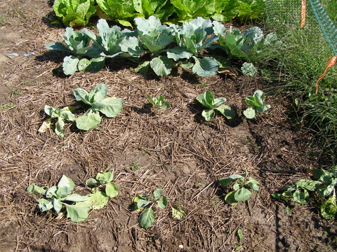 Two rows of cabbage plants stunted due to clubroot.