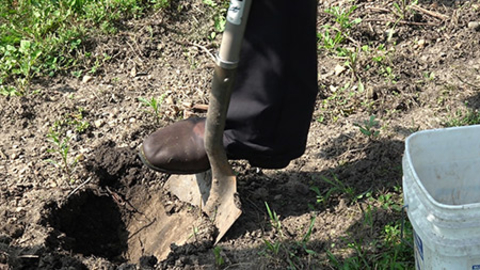 Taking a soil sample with a shovel