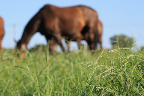 Horse grazing teff grass
