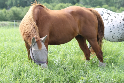 Horse grazing teff.