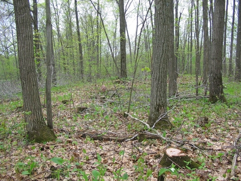 Trunks of trees that are part of a thinned red oak stand, dead leaves and seedlings on the forest floor