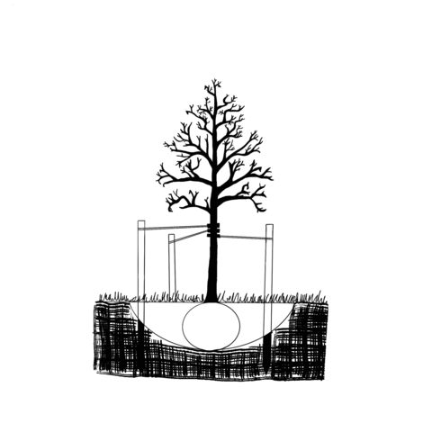 Black and white diagram showing the three stake method for supporting trees.