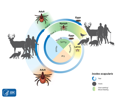 Illustration of the life cycle of a blacklegged tick throughout a year.