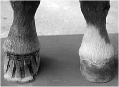 Club Feet In Foals