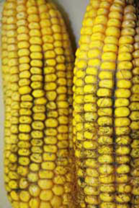 Trichoderma ear rot on corn