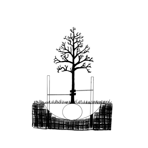 Black and white diagram showing two-stake method, attached one-third up a tree stem.