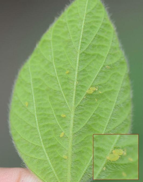 underside of green leaf with several greenish yellow insects (aphids).