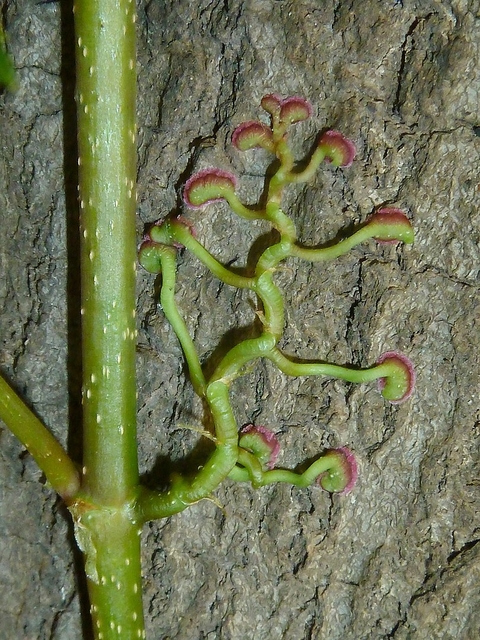 The Virginia creeper climbs trees and structures using distinctive tendrils ending in adhesive pads. Image by JMK, CC BY-SA 4.0, via Wikimedia Commons.