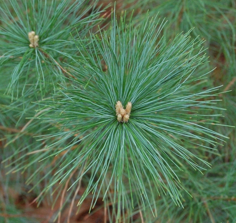 Above view of white pine seedling and buds