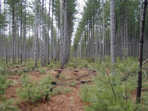 White pine seedlings growing under a stand of thinned red pine