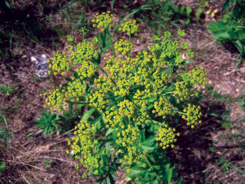 Small yellow cluster of flowers.