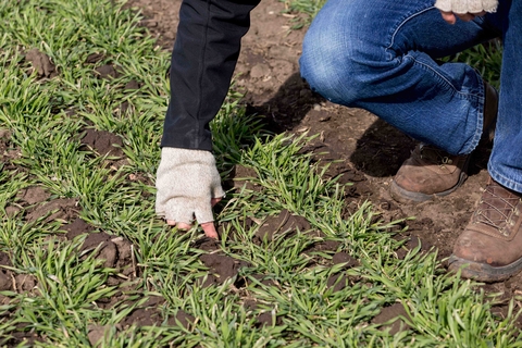 rows of low-growing winter rye in the early spring. A man's hand and work boots can be seen as he leans over to touch it.